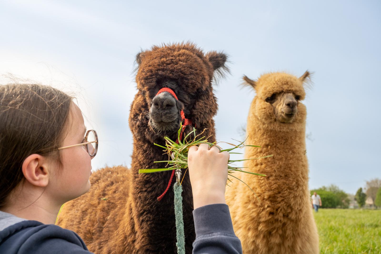 Farbus : yourte à la ferme du moulin de bois 27