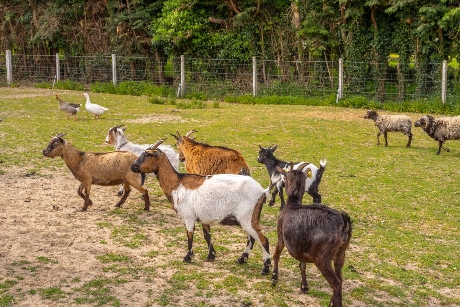 Farbus : yourte à la ferme du moulin de bois 29
