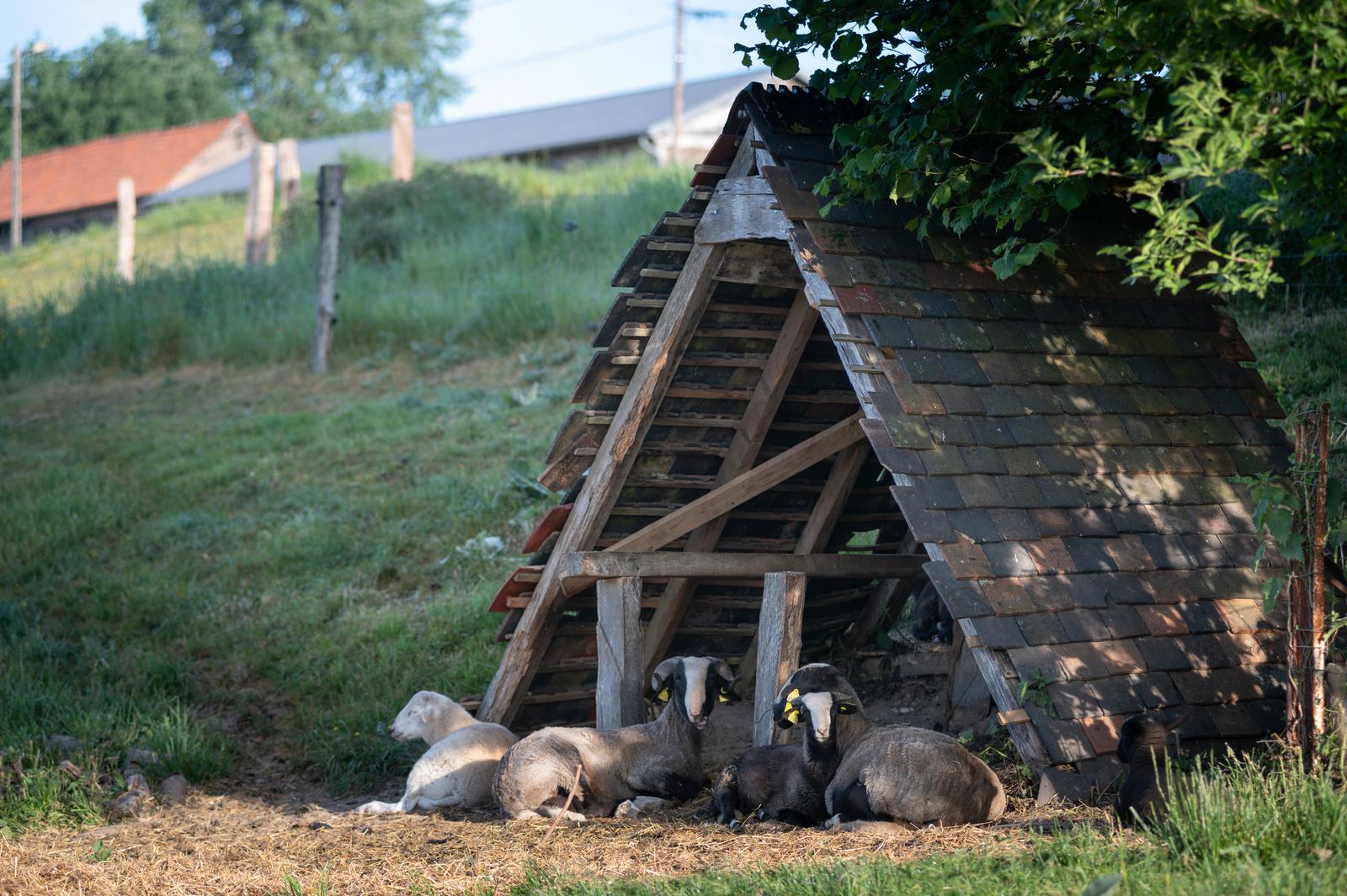 Méréaucourt : yourtes de la ferme Les Reines des Prés 76