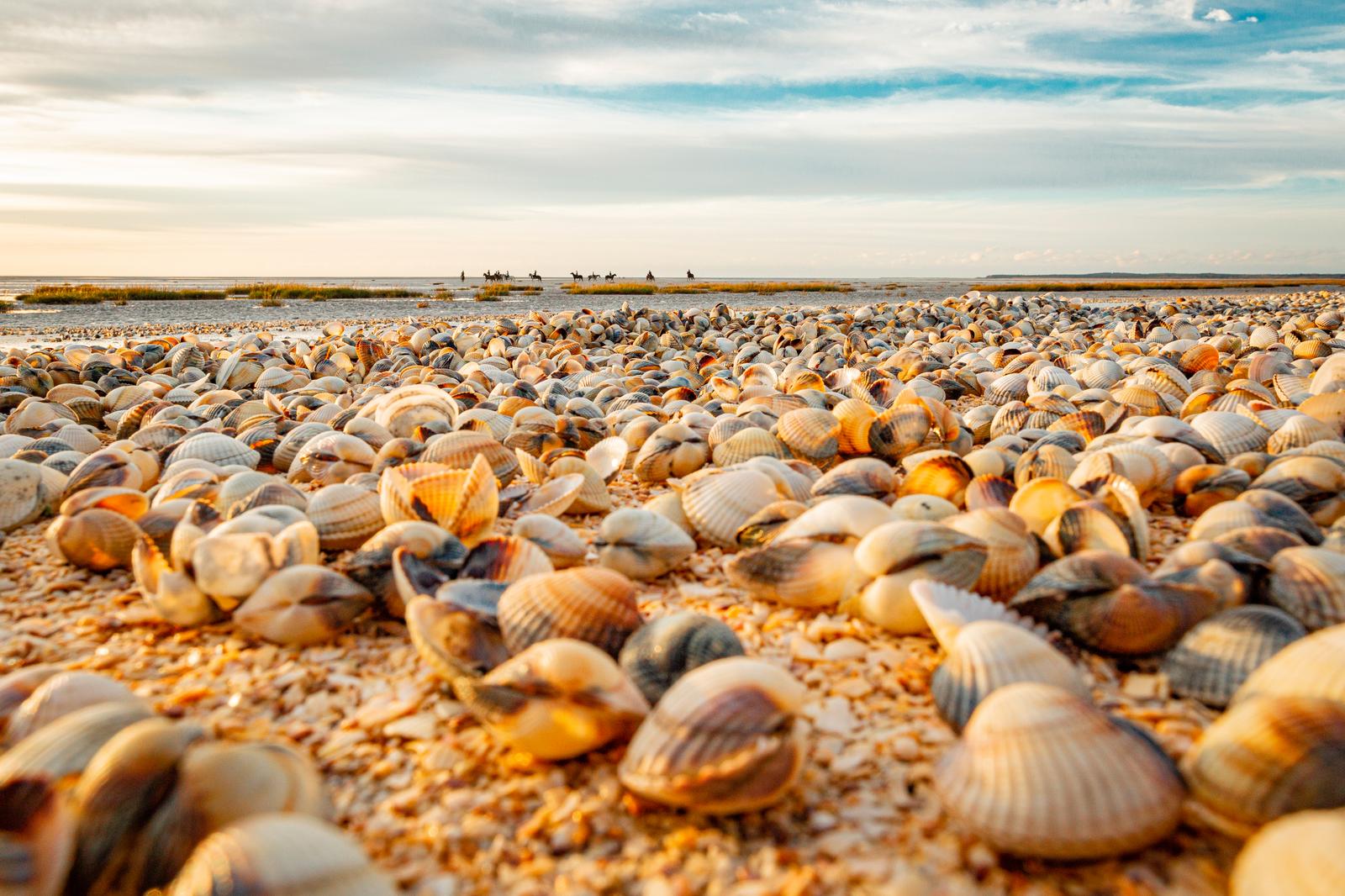 Le Crotoy : coquillages sur la plage 