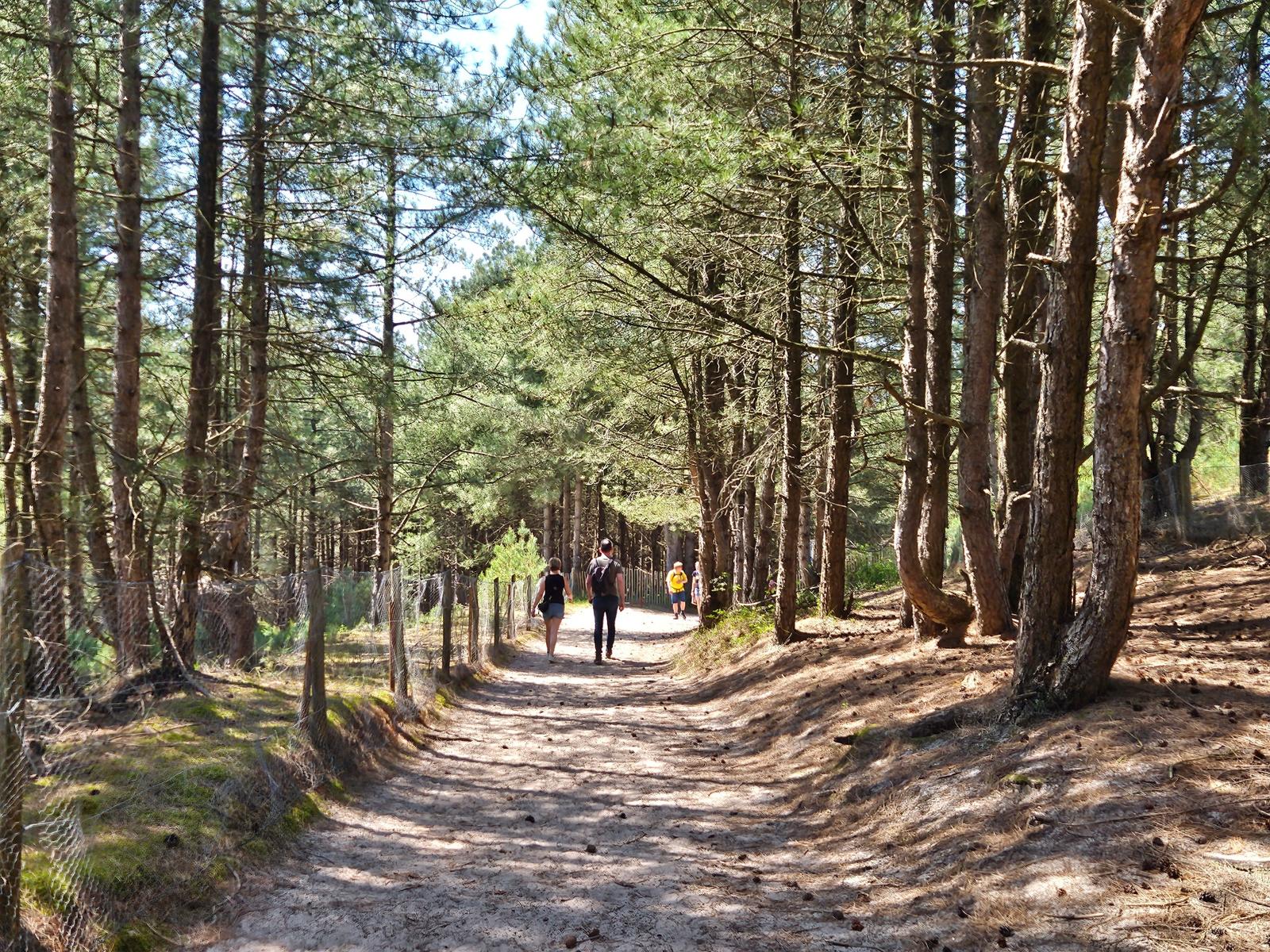 Saint-Quentin-en-Tourmont : sentier d'accès à la mer 01