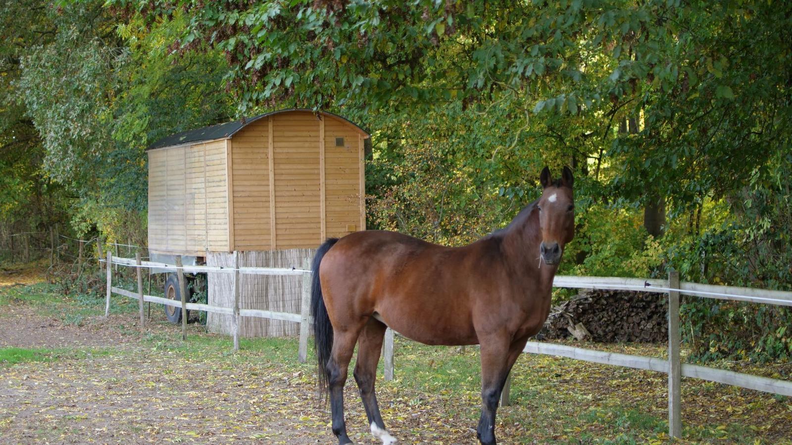 Reumont : EDEN - les chevaux 02
