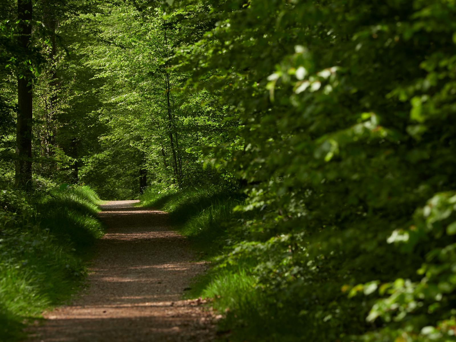 Forêt de Mormal  09