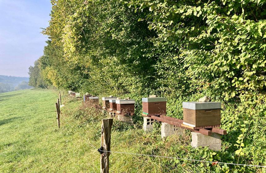 Méréaucourt : Les Reines des Prés 08