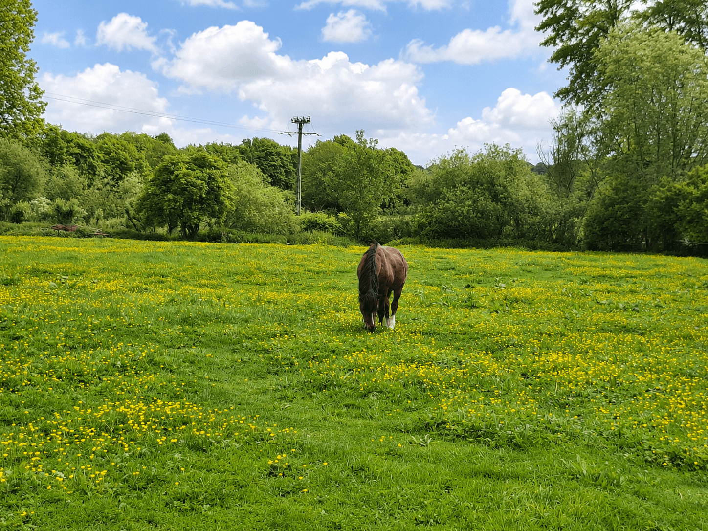 Cheval dans le bocage de Thiérache