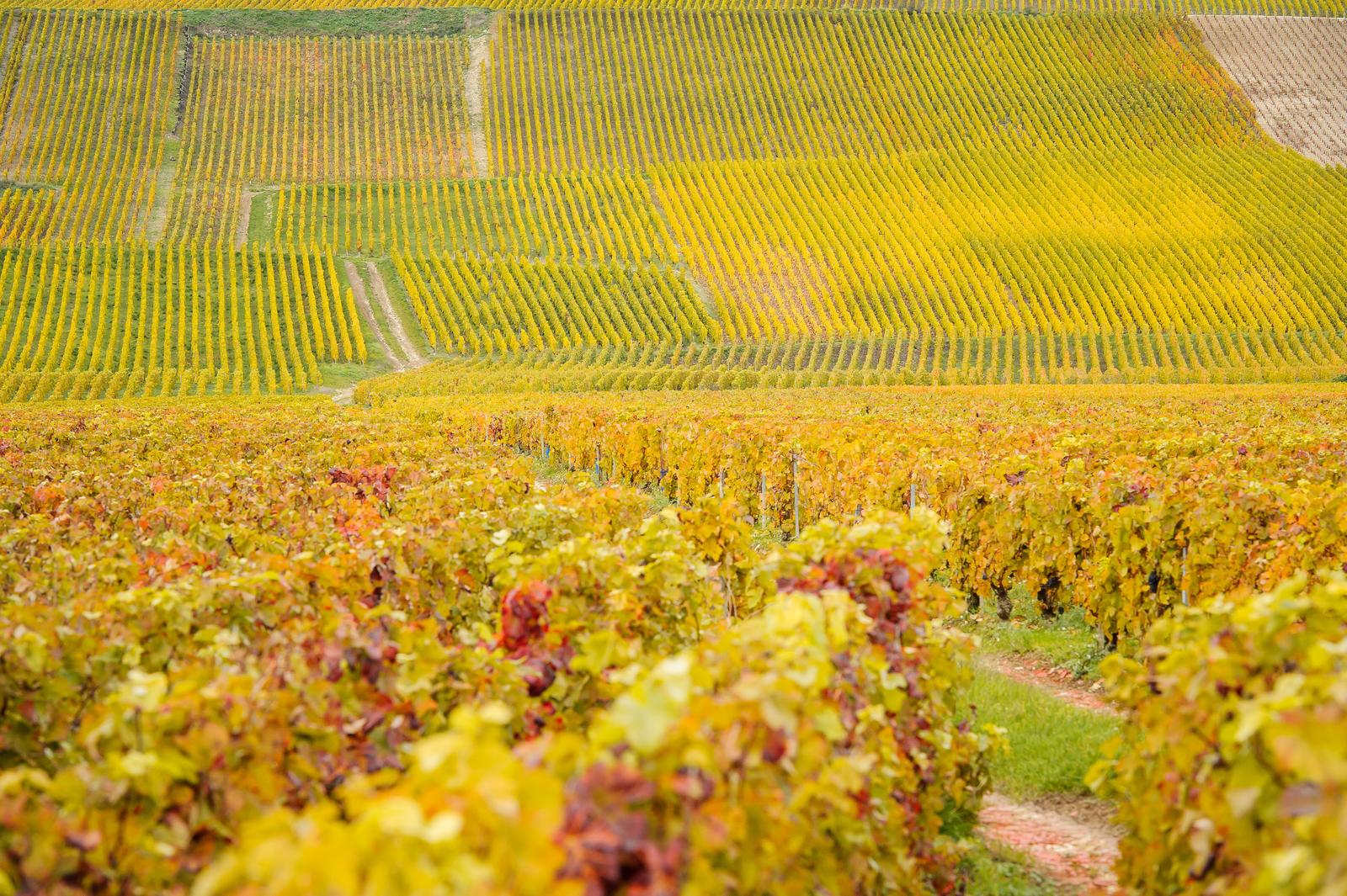 Essômes-sur-Marne : vignobles 08