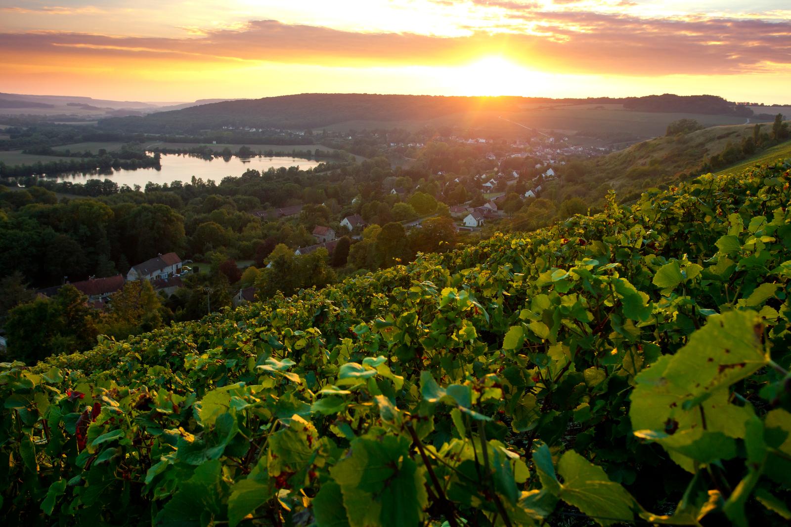 Vignobles de Champagne - Barzy Sur Marne - 24