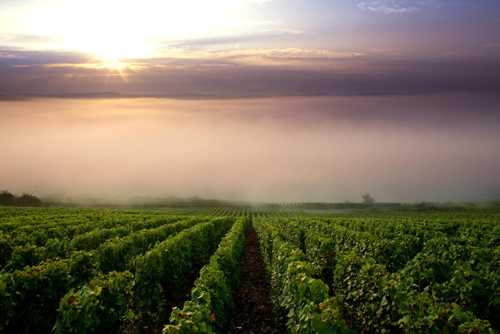 photo FLAMENT, bonneil, vignoble, champagne, aisne-5506Vignobles de Champagne - Bonneil - 33