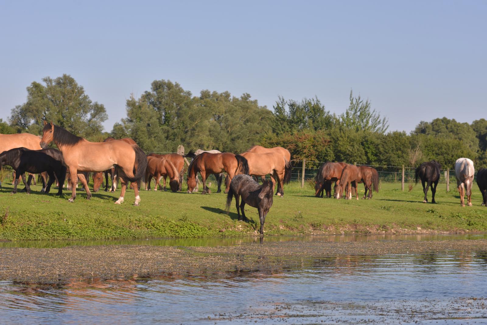 Beauchamps : chevaux en pâture au domaine du Lieu-Dieu