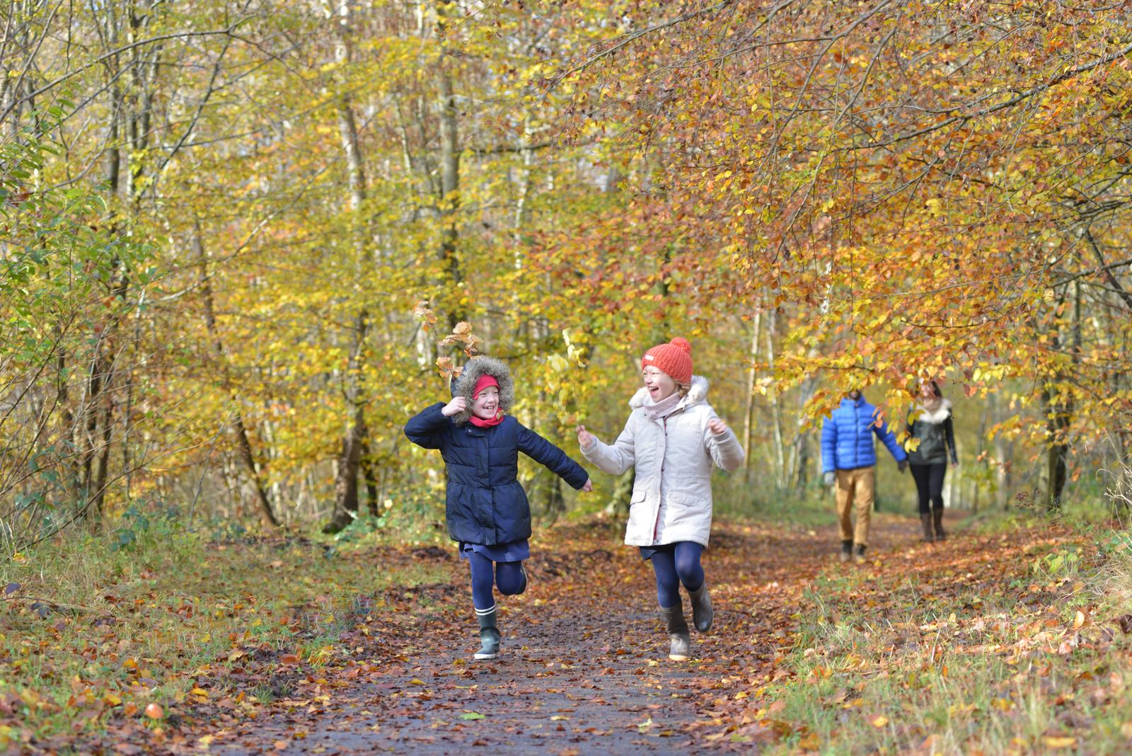forêt de Compiègne automne