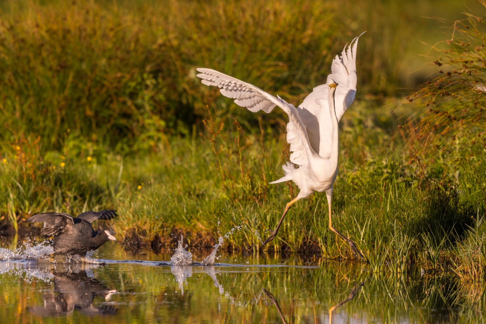 Grande aigrette 01