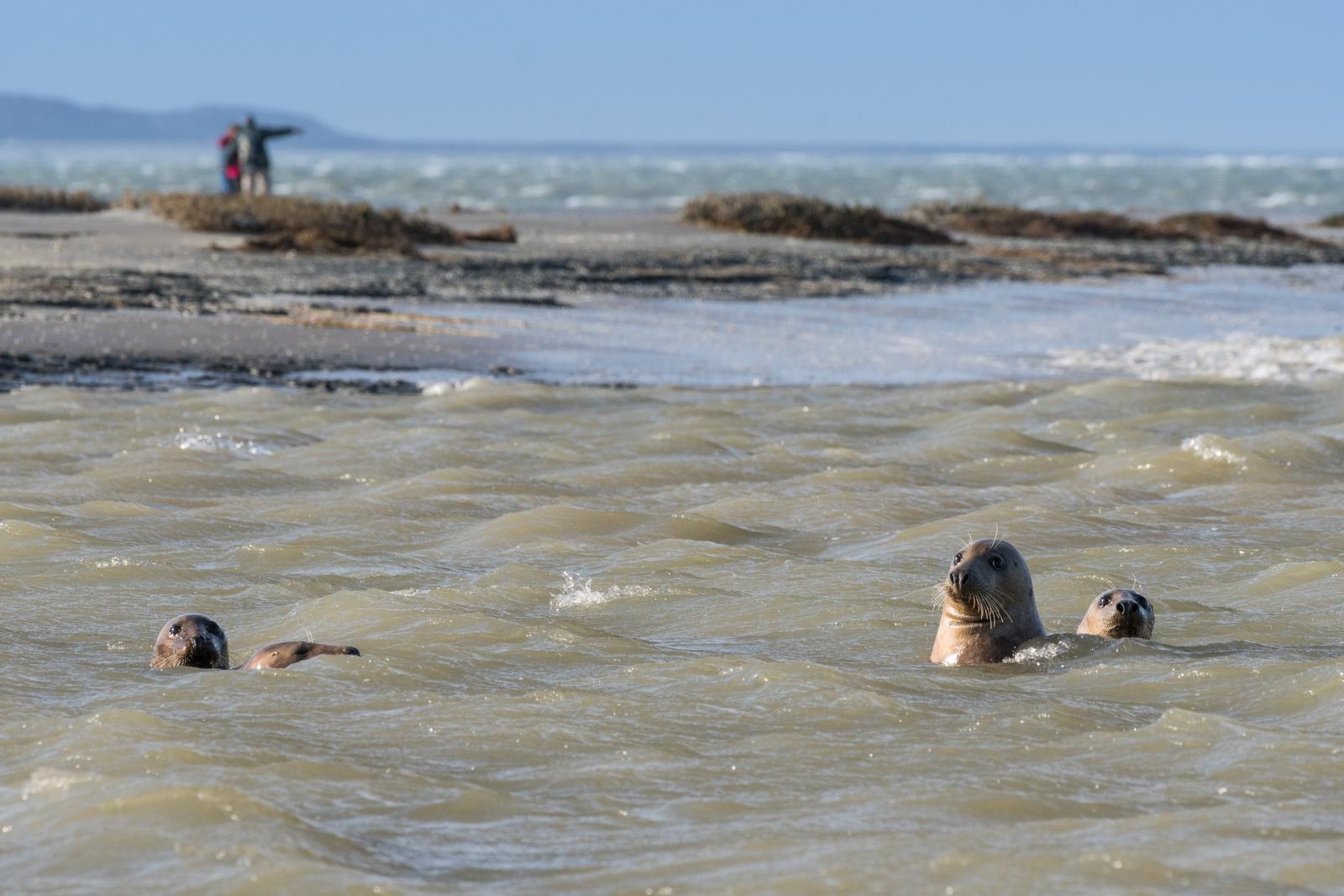 Le Crotoy : phoques de la plage de la Maye