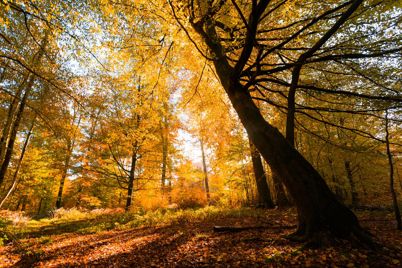 Hesdin : la forêt