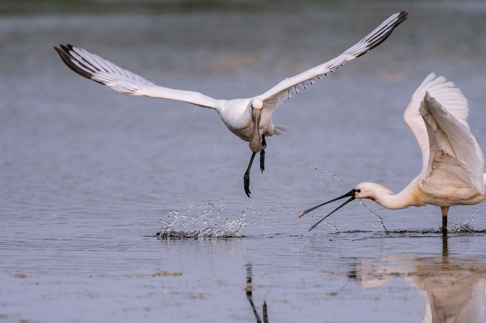 Oiseaux spatules 