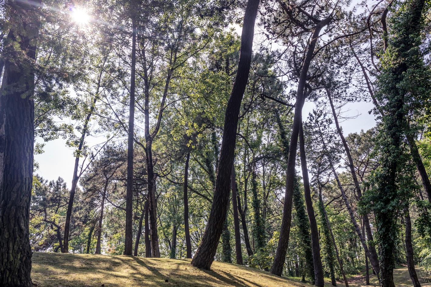 Le Touquet-Paris-Plage : forêt de pins
