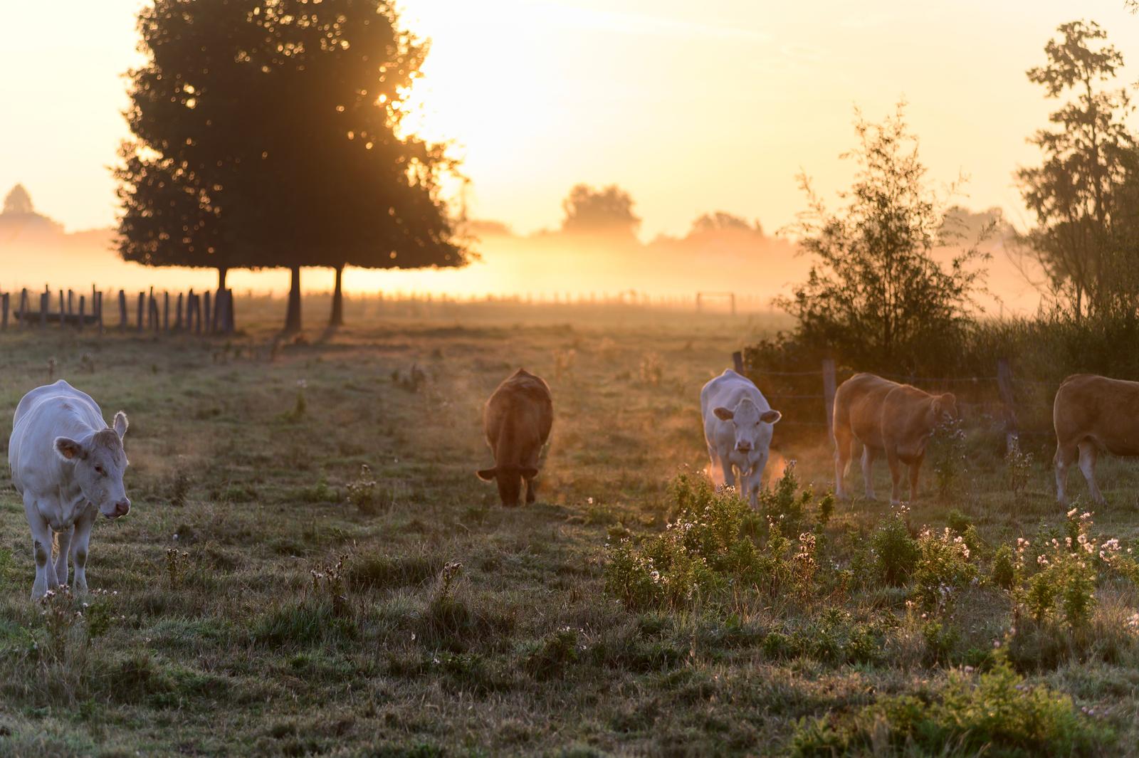 Noyon : vaches dans le pré