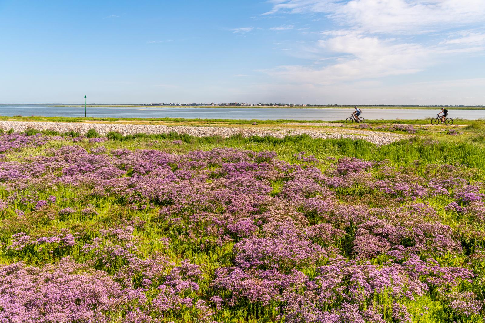 Saint-Valery-sur-Somme - Cap Hornu : promeneurs à vélo
