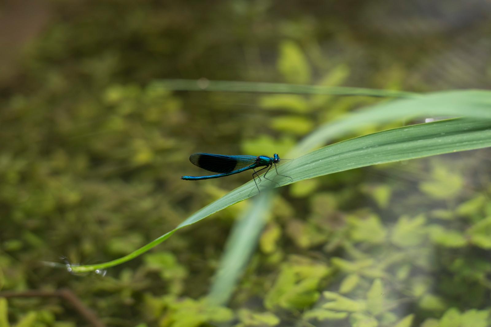 Libellule sur une feuille