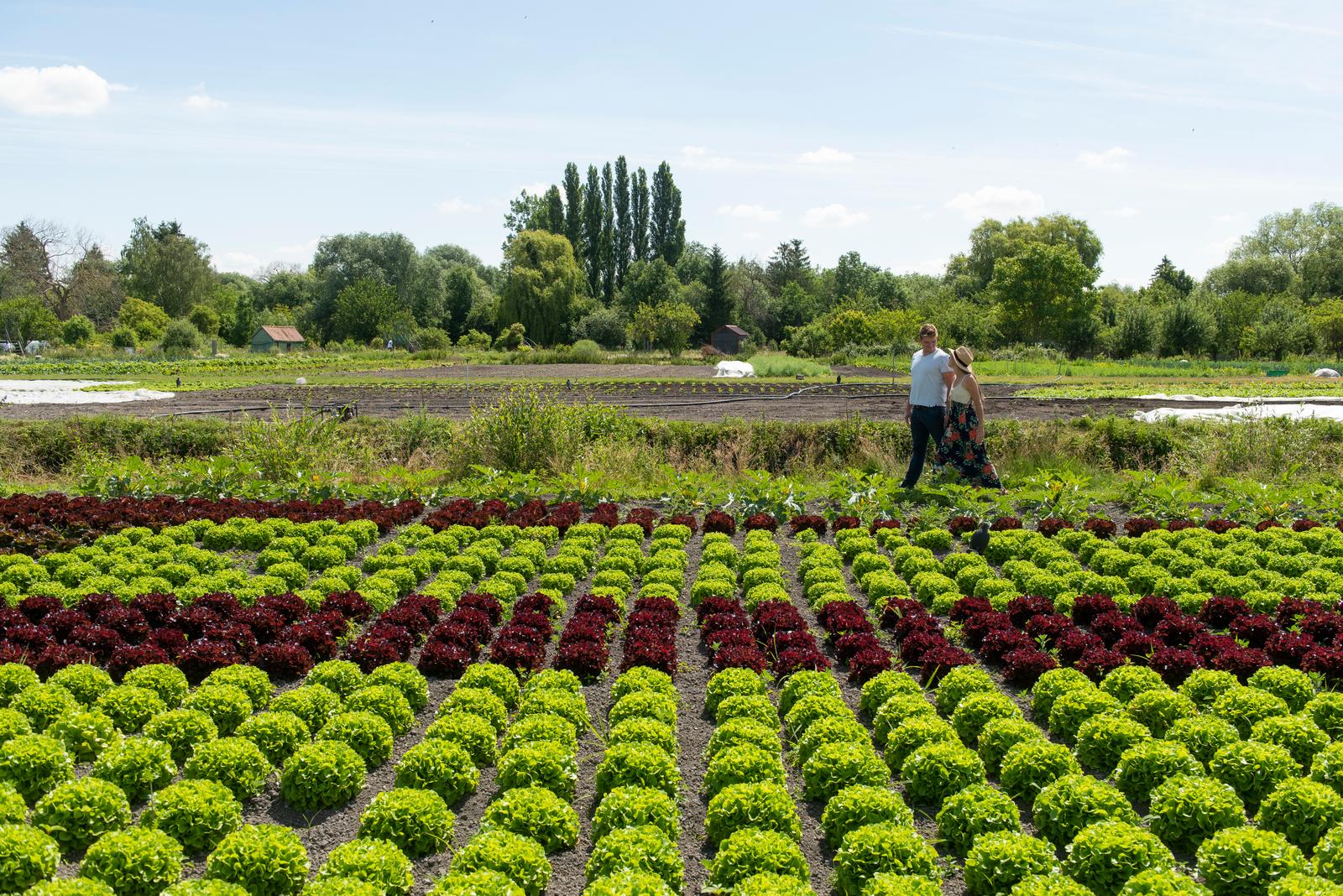 Amiens : culture maraîchère dans les hortillonnages