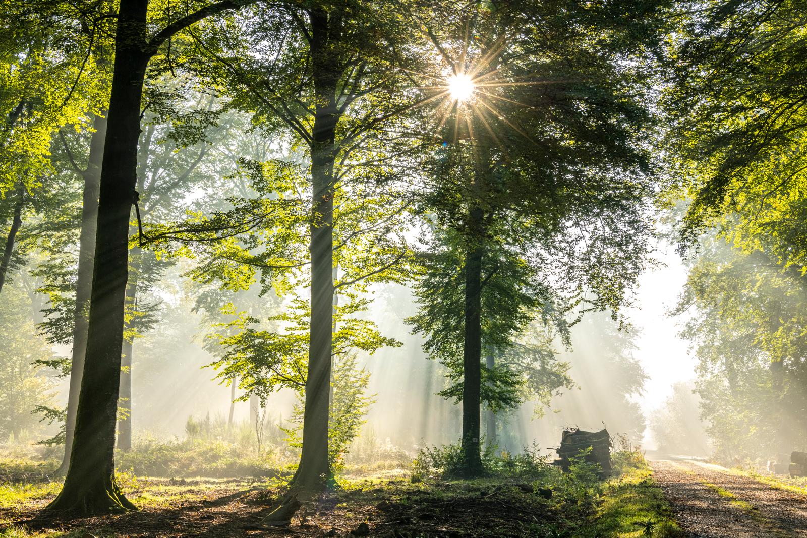 Crécy-en-Ponthieu : forêt 34