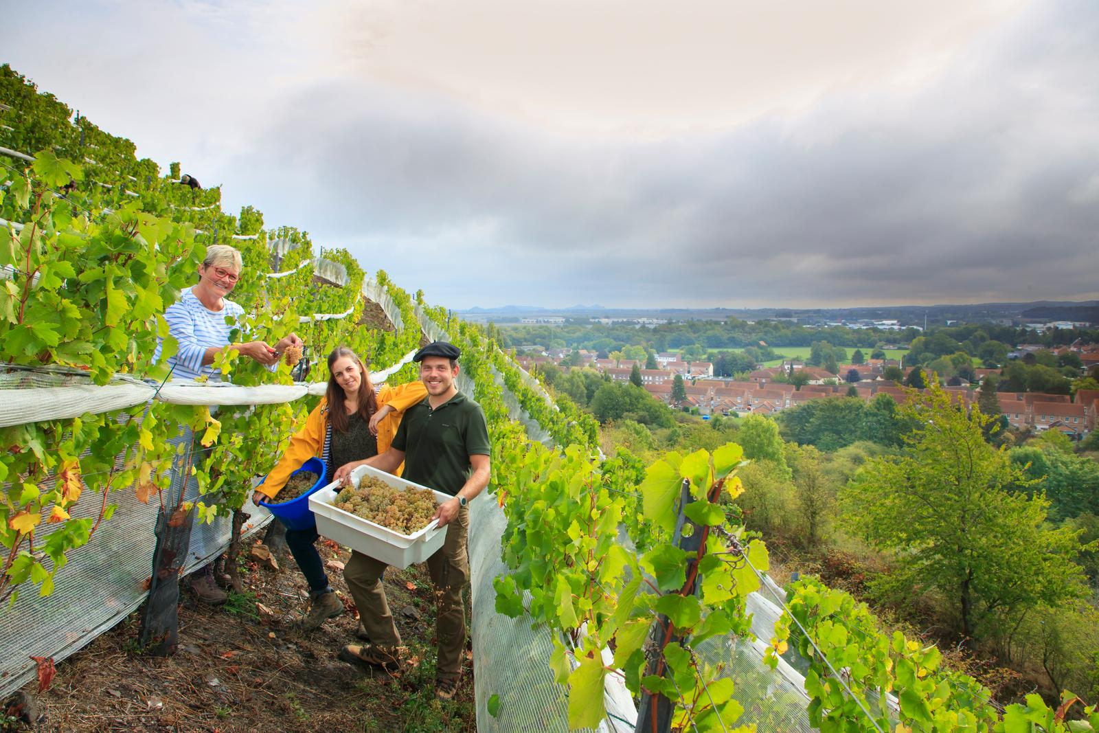 Haillicourt : vendanges sur le terril - vin Charbonnay 02