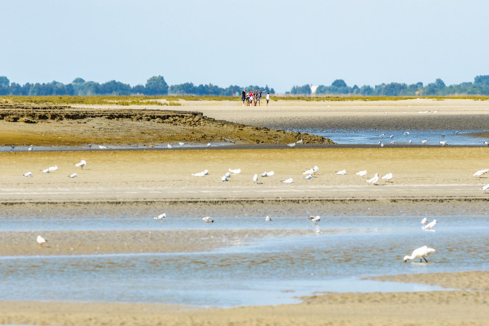 Le Crotoy : groupe en observation 