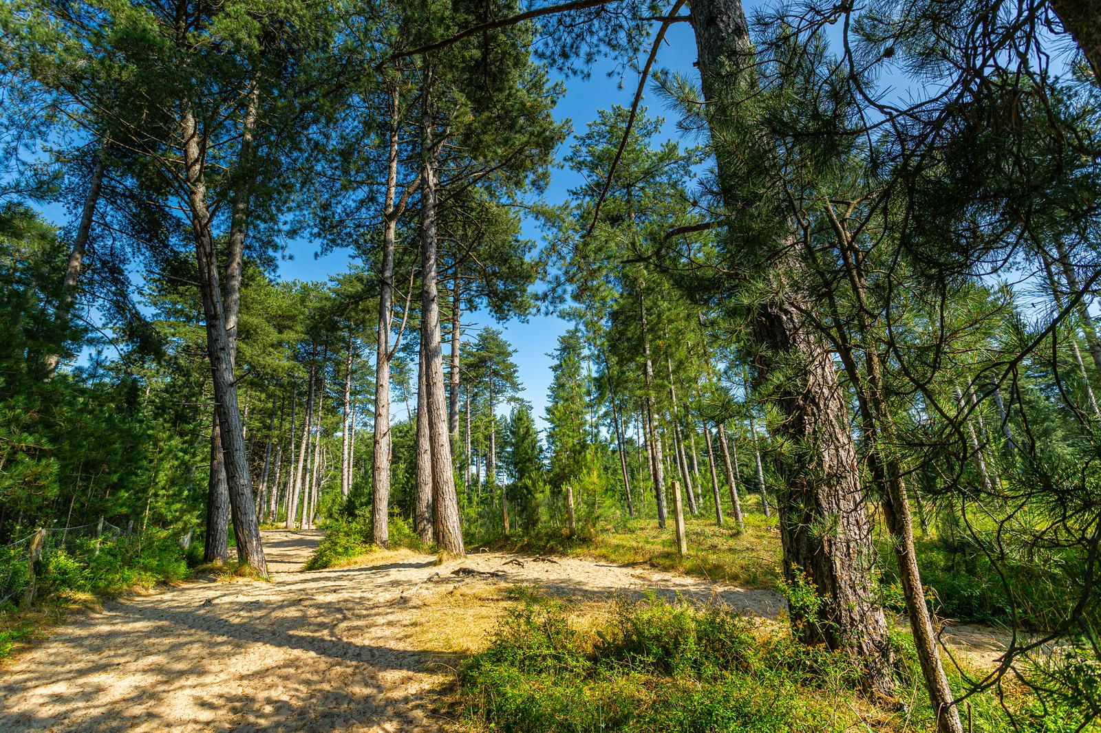 Saint-Quentin-en-Tourmont : forêt de pins