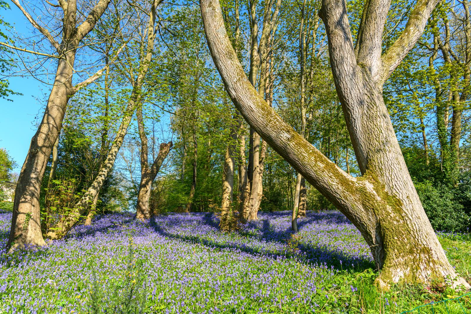 Bois de Cise : jacinthes bleues dans la forêt