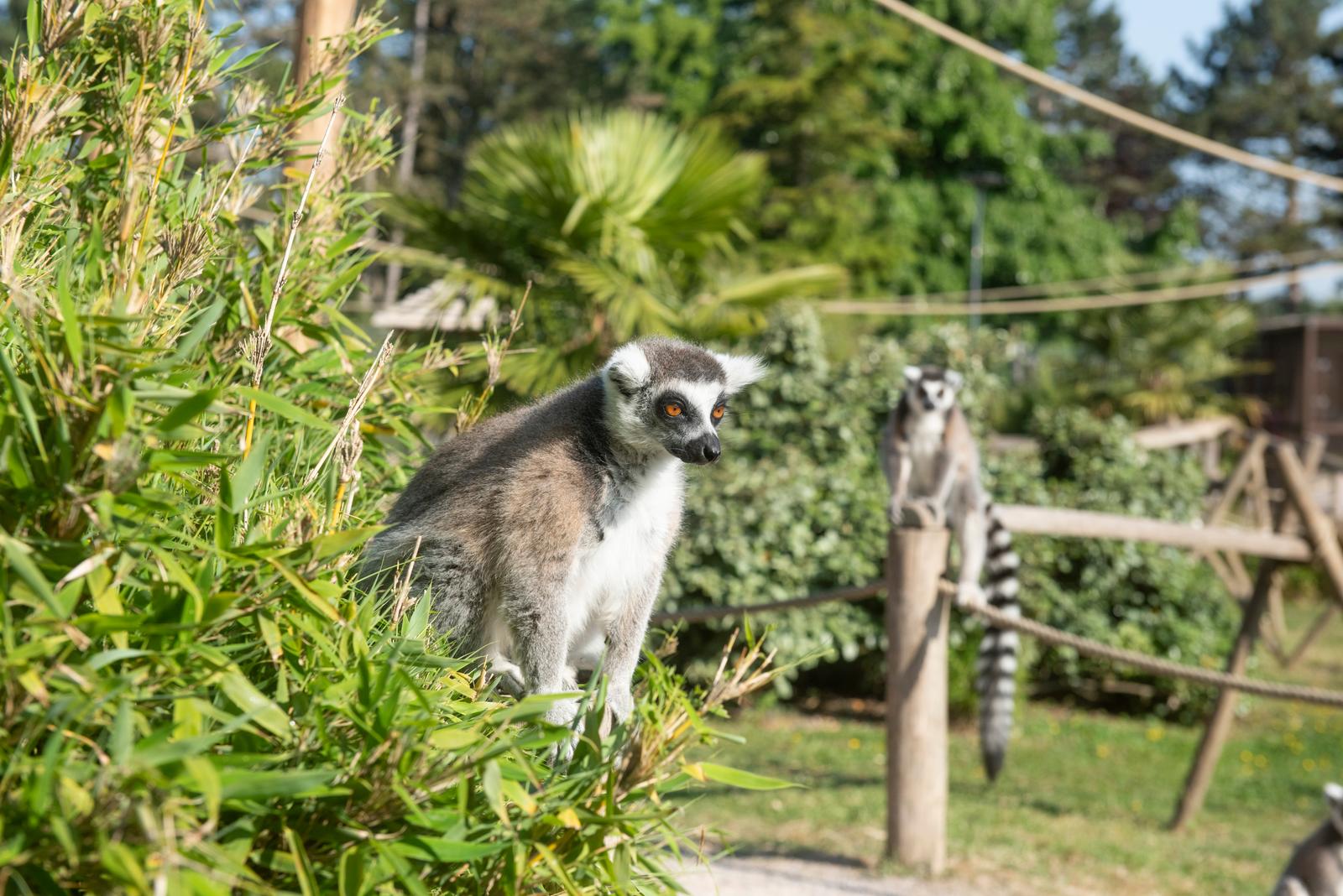 Saint-Quentin : l'Isle sauvage, parc zoologique 02