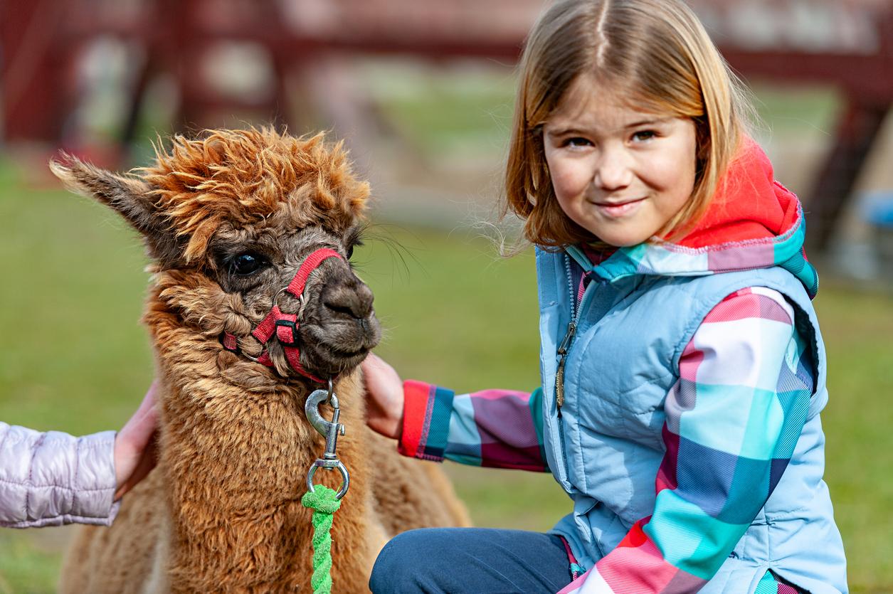 iStock-1135093040 - alpagas enfant
