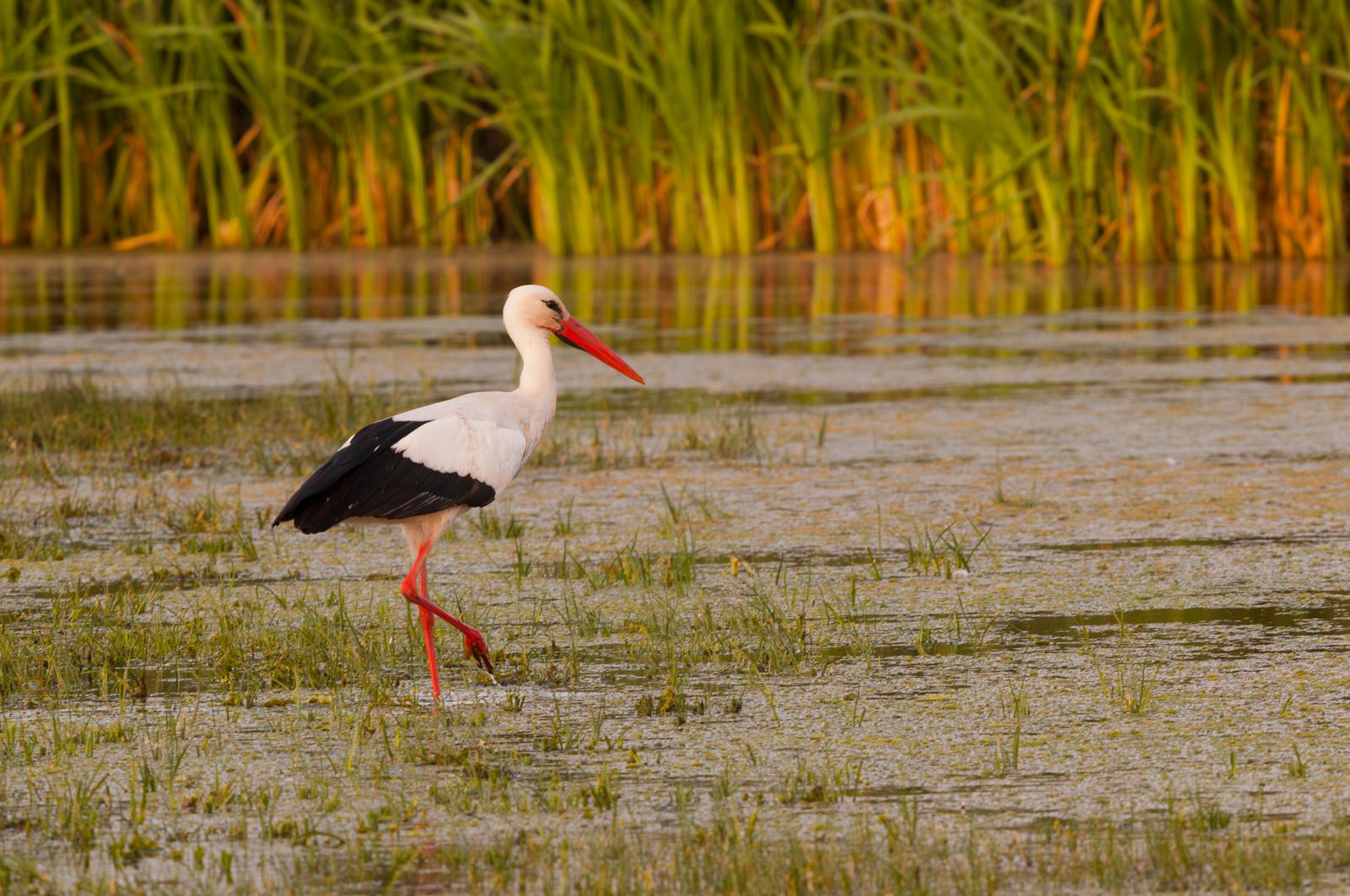 Cigogne en Baie de Somme 02