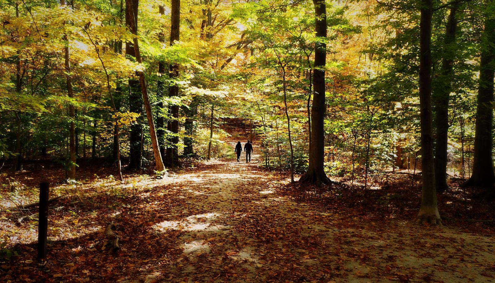 foret automne couple iStock-1269341230