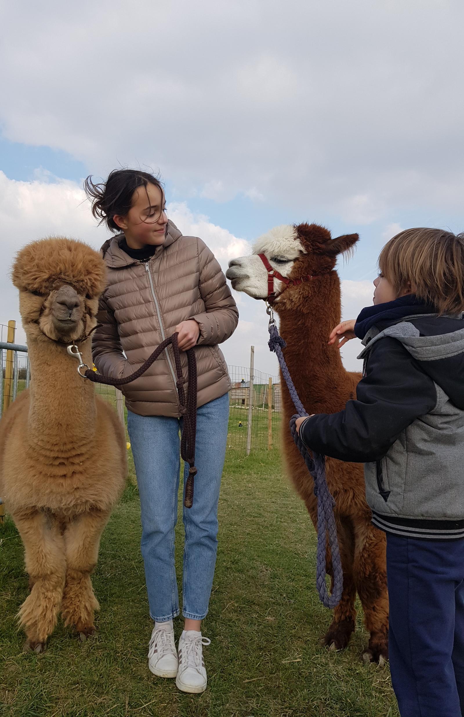 Guizancourt : Ferme des alpagas 03