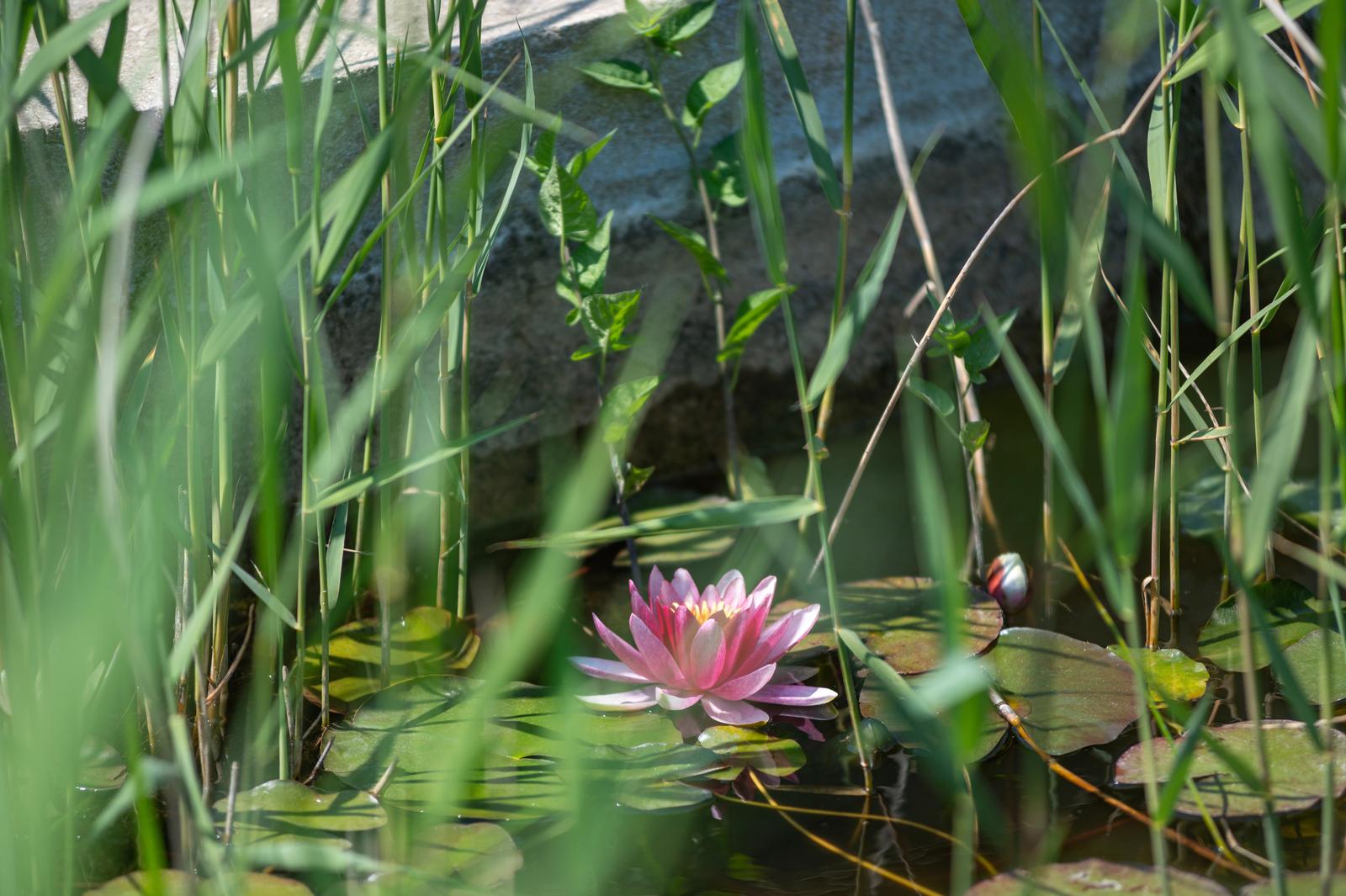 Quend-Plage : Le Fiacre 03