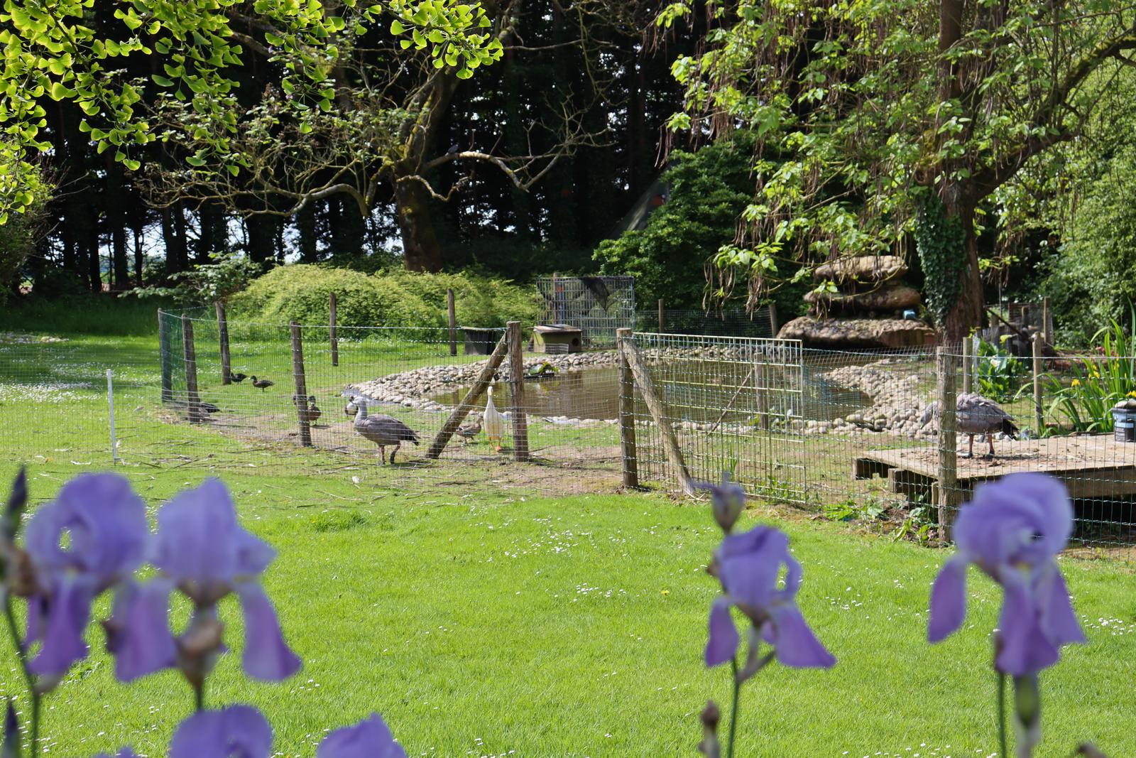 Bernay-en-Ponthieu : Domaine des Célestins - animaux 10
