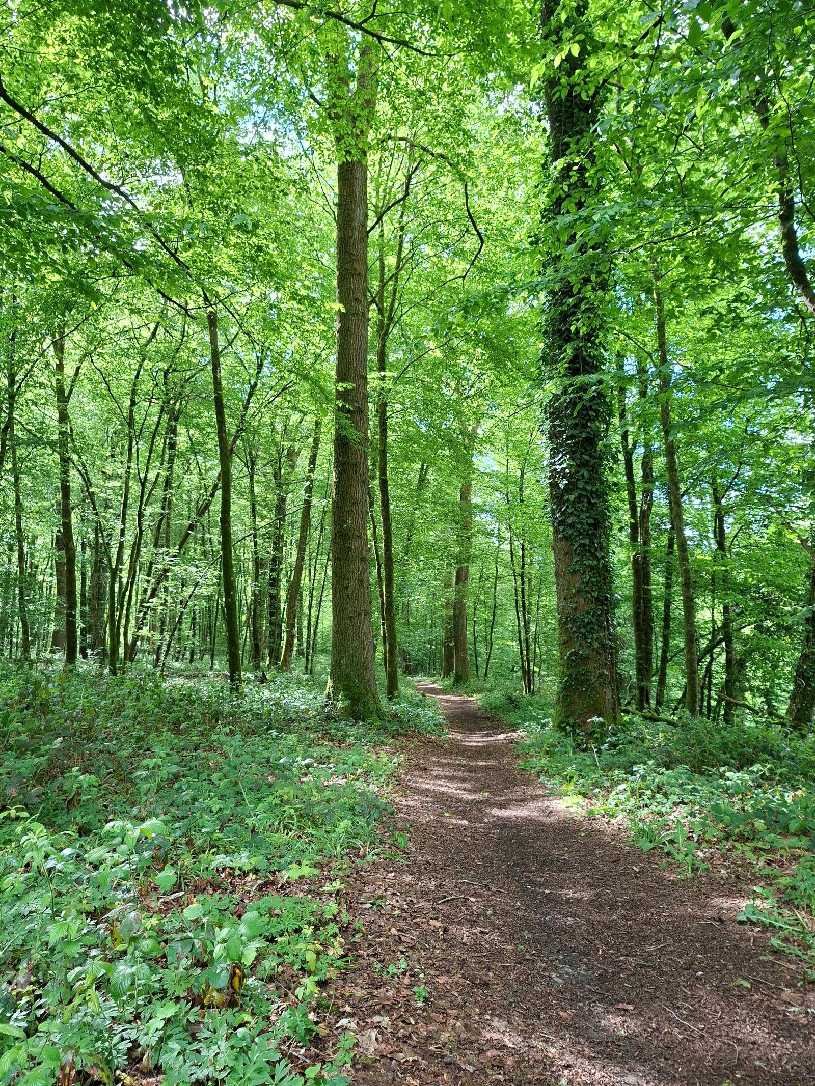 Hirson : forêt autour de la cascade de Blangy 01