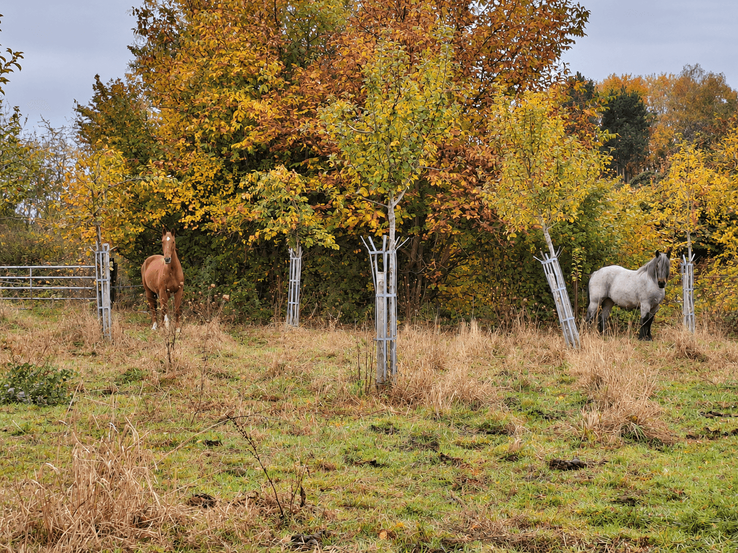 Maresches : Gîte La Pommeraie à l'automne 03