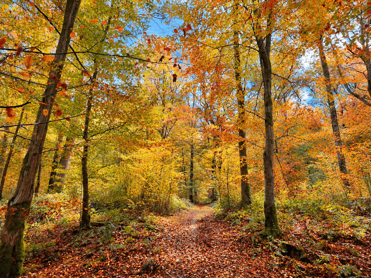 Forêt de Mormal à l'automne 03