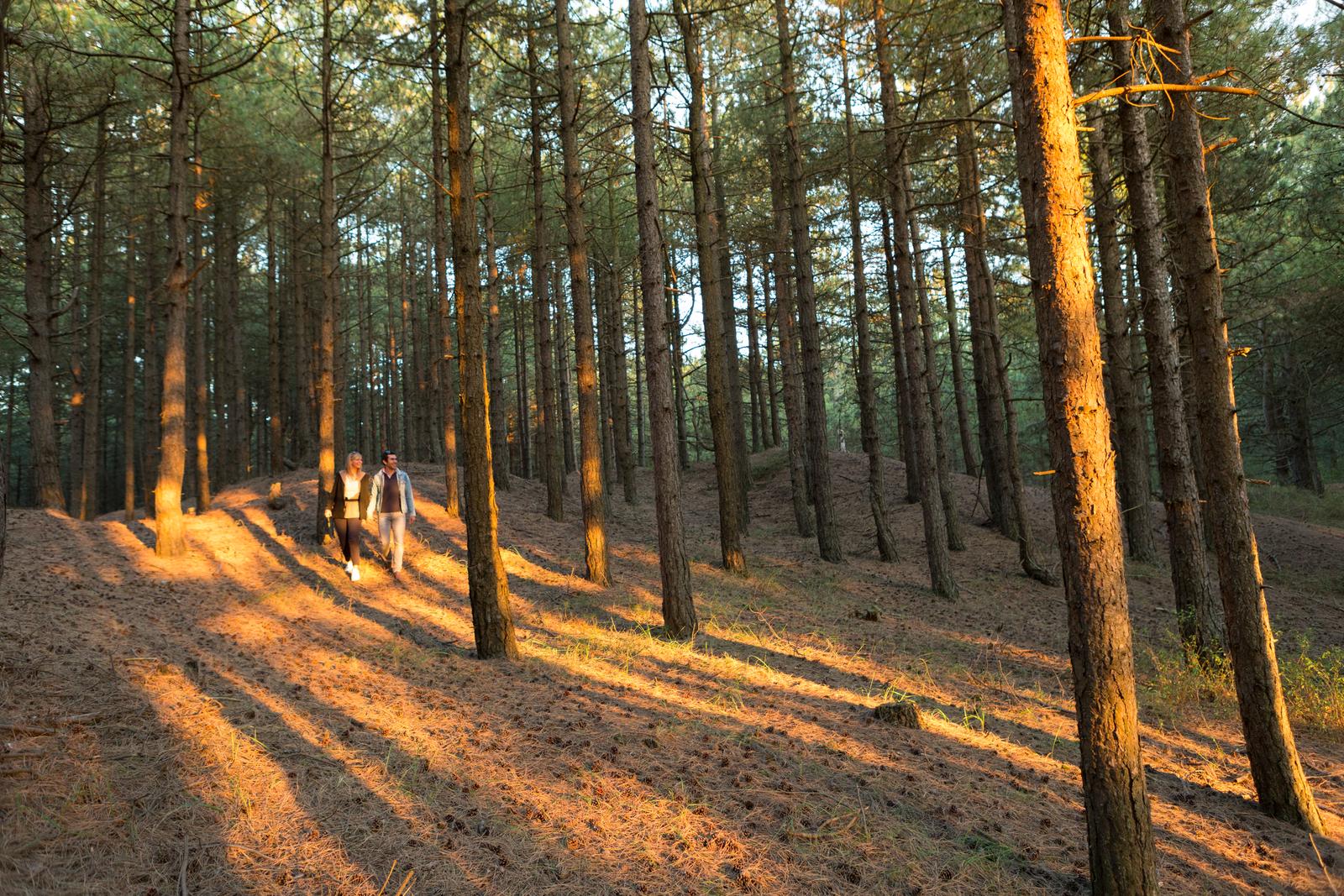 Quend-Plage : couple dans la forêt de pins 