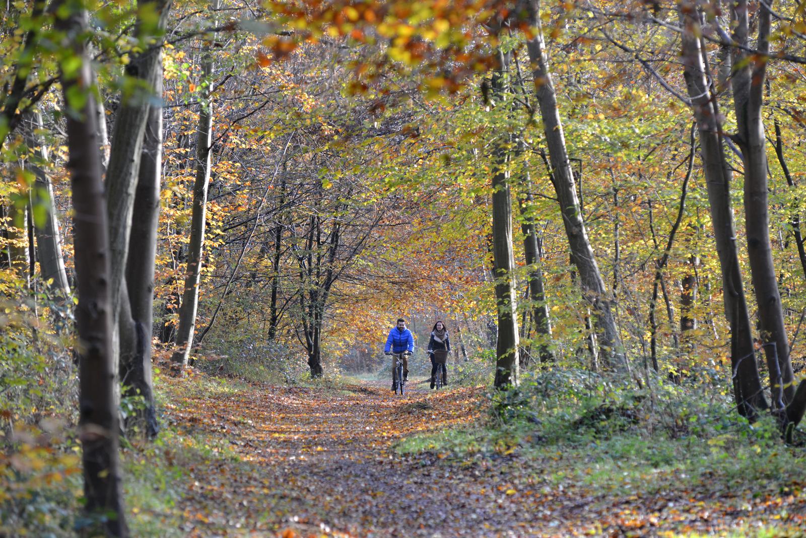 forêt de Compiègne automne