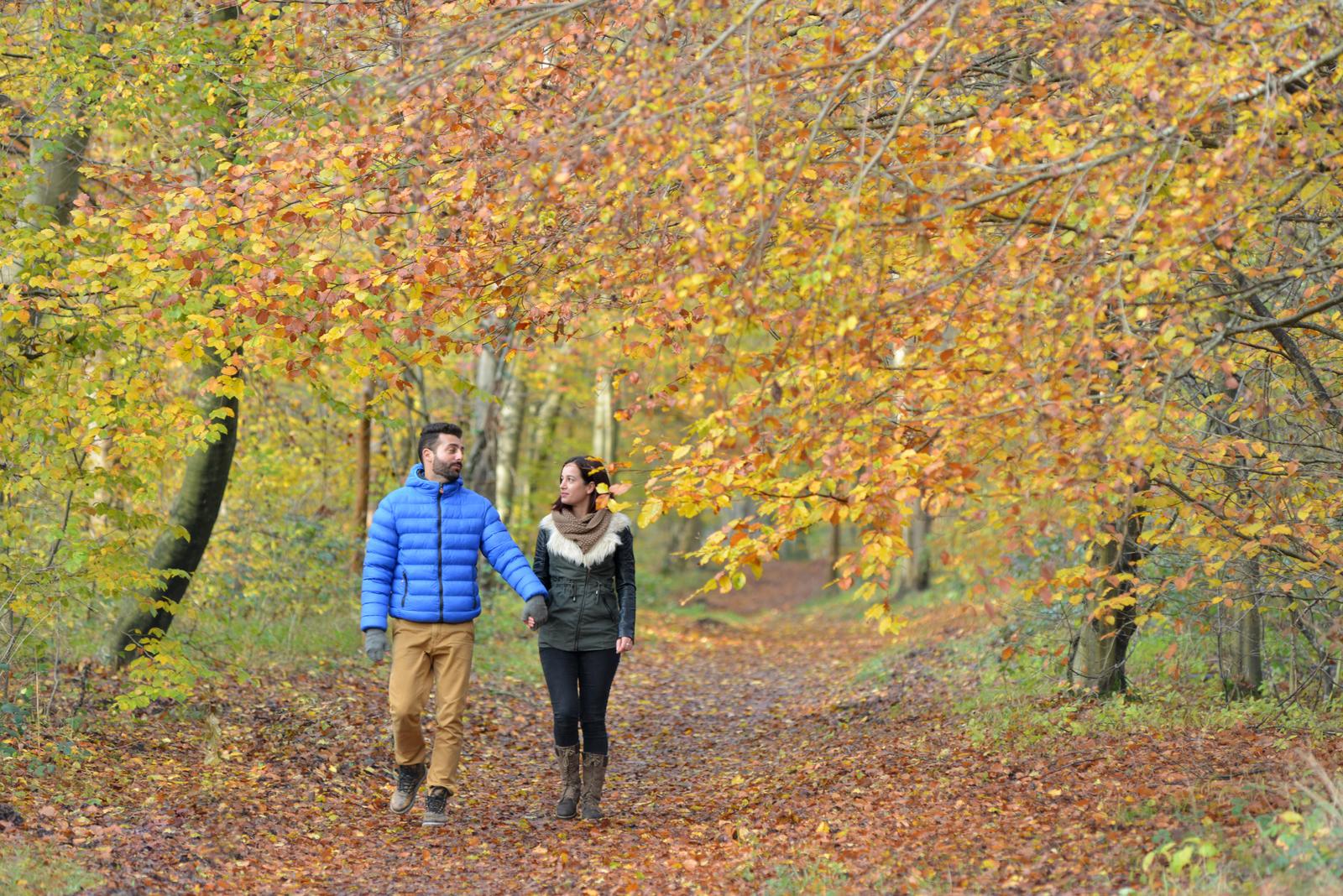 forêt de Compiègne automne