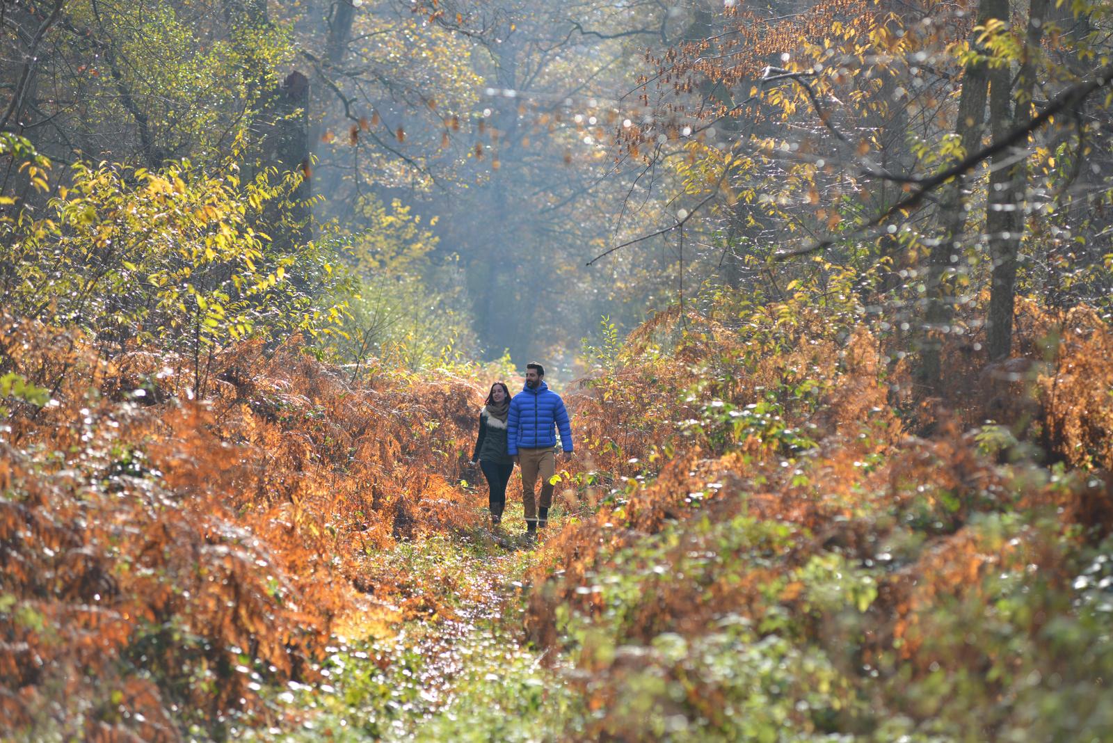 forêt de Compiègne automne