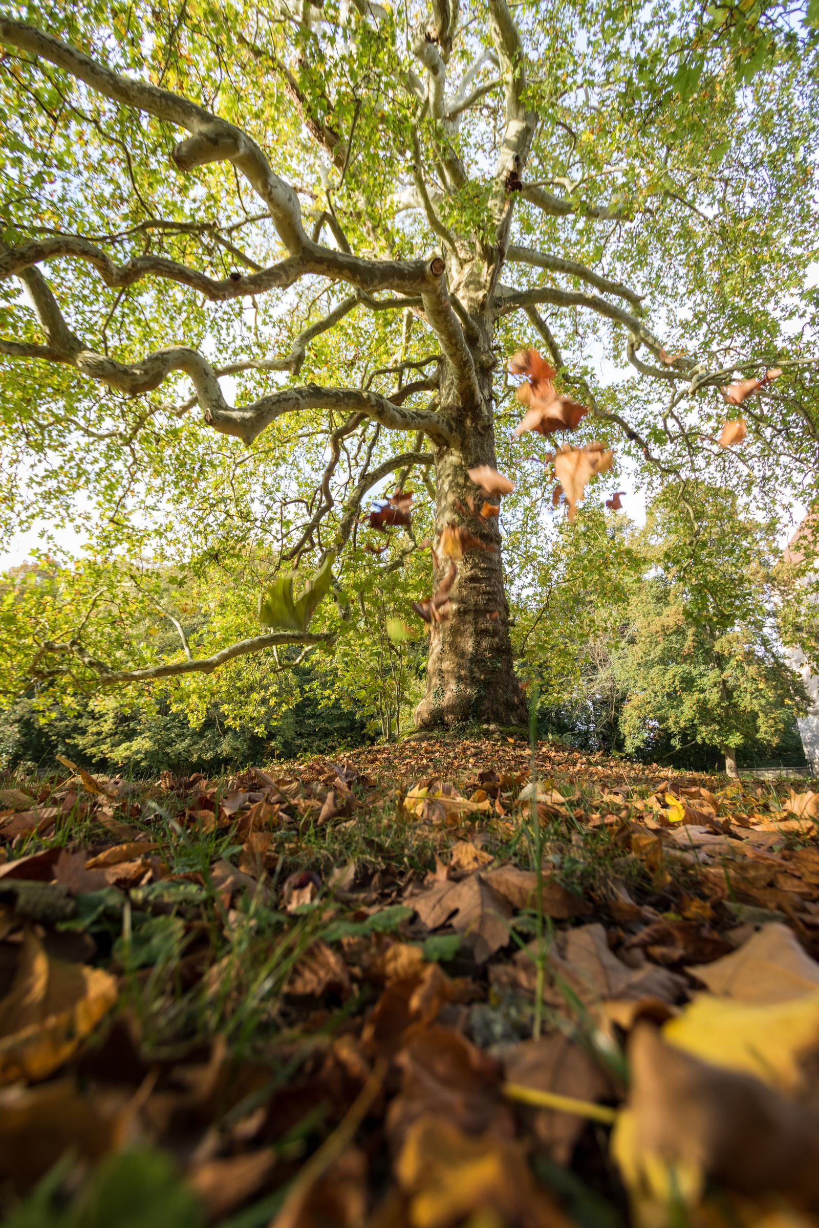 Forêt de Compiègne : platane en automne