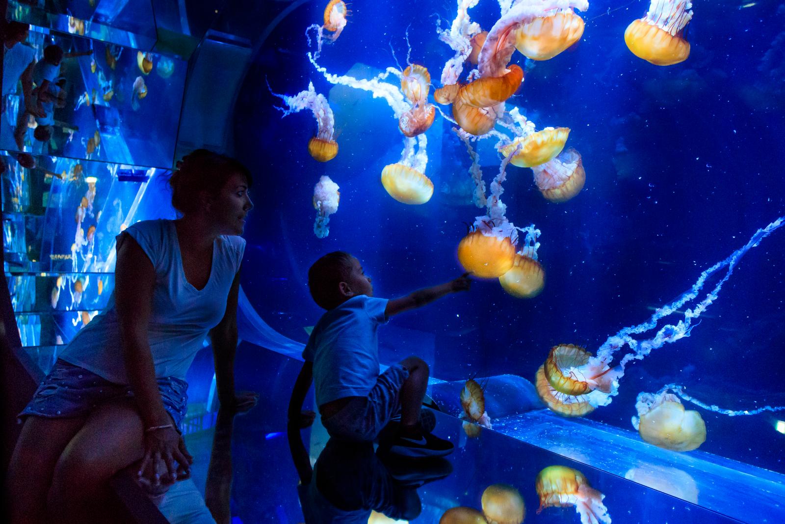 Boulogne-sur-Mer : Nausicaà 12