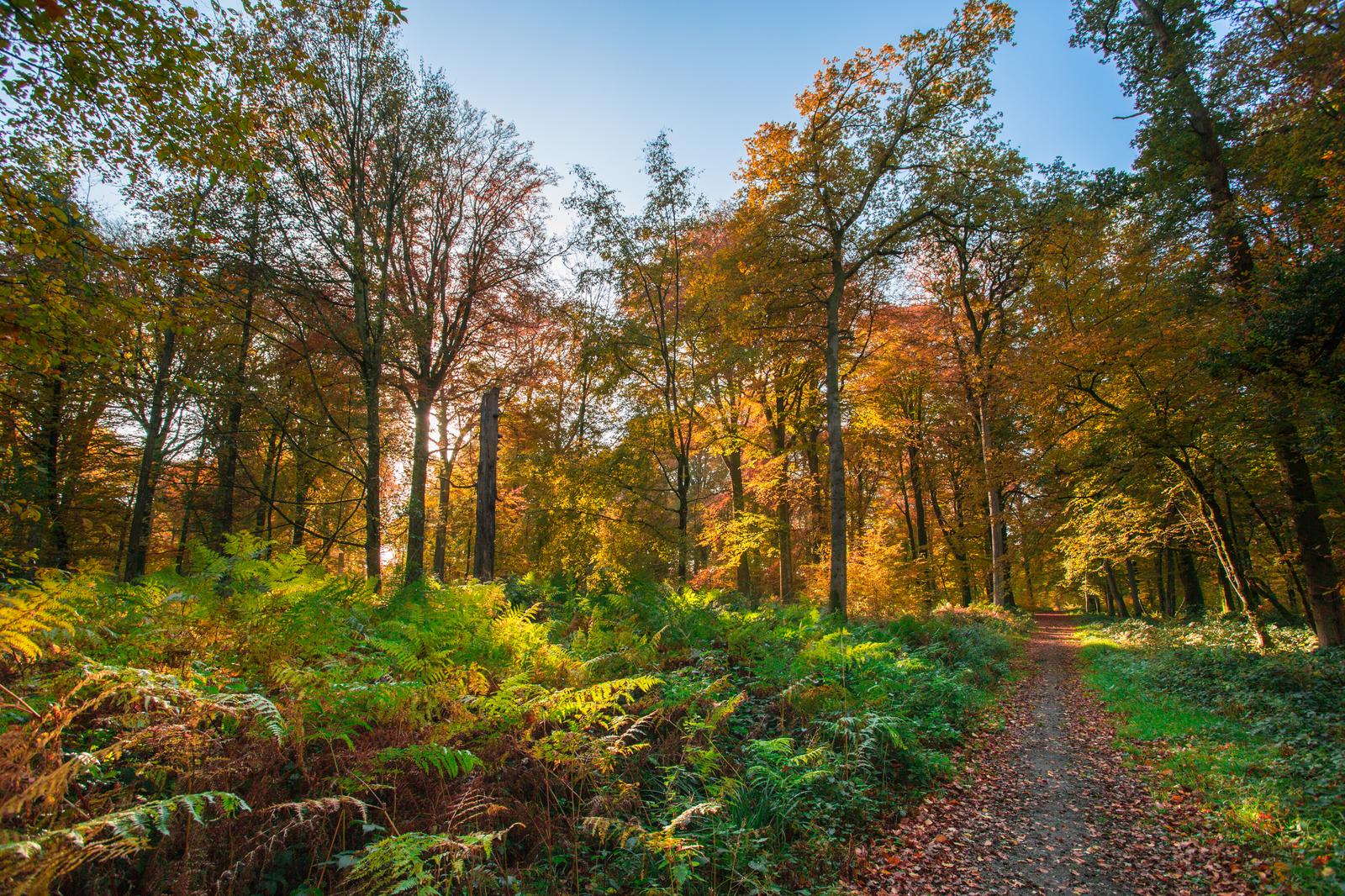 Hesdin : la forêt 02