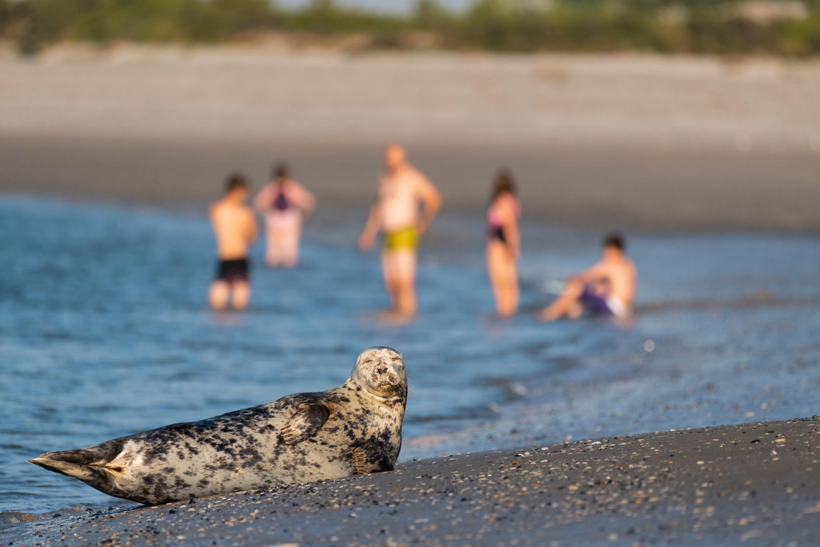 Le Hourdel : famille se baignant près d'un phoque veau-marin