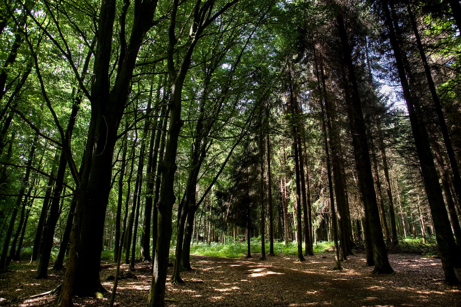 Forêt de Mormal : l'arboretum de l'étang David