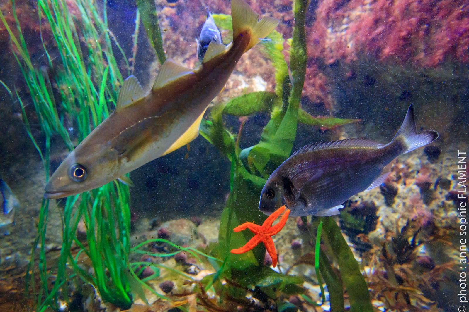 Étaples - Maréis centre de découverte de la pêche en mer