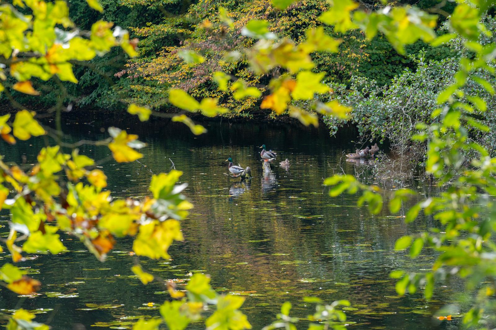 Parc départemental de l’Abbaye de Liessies 12