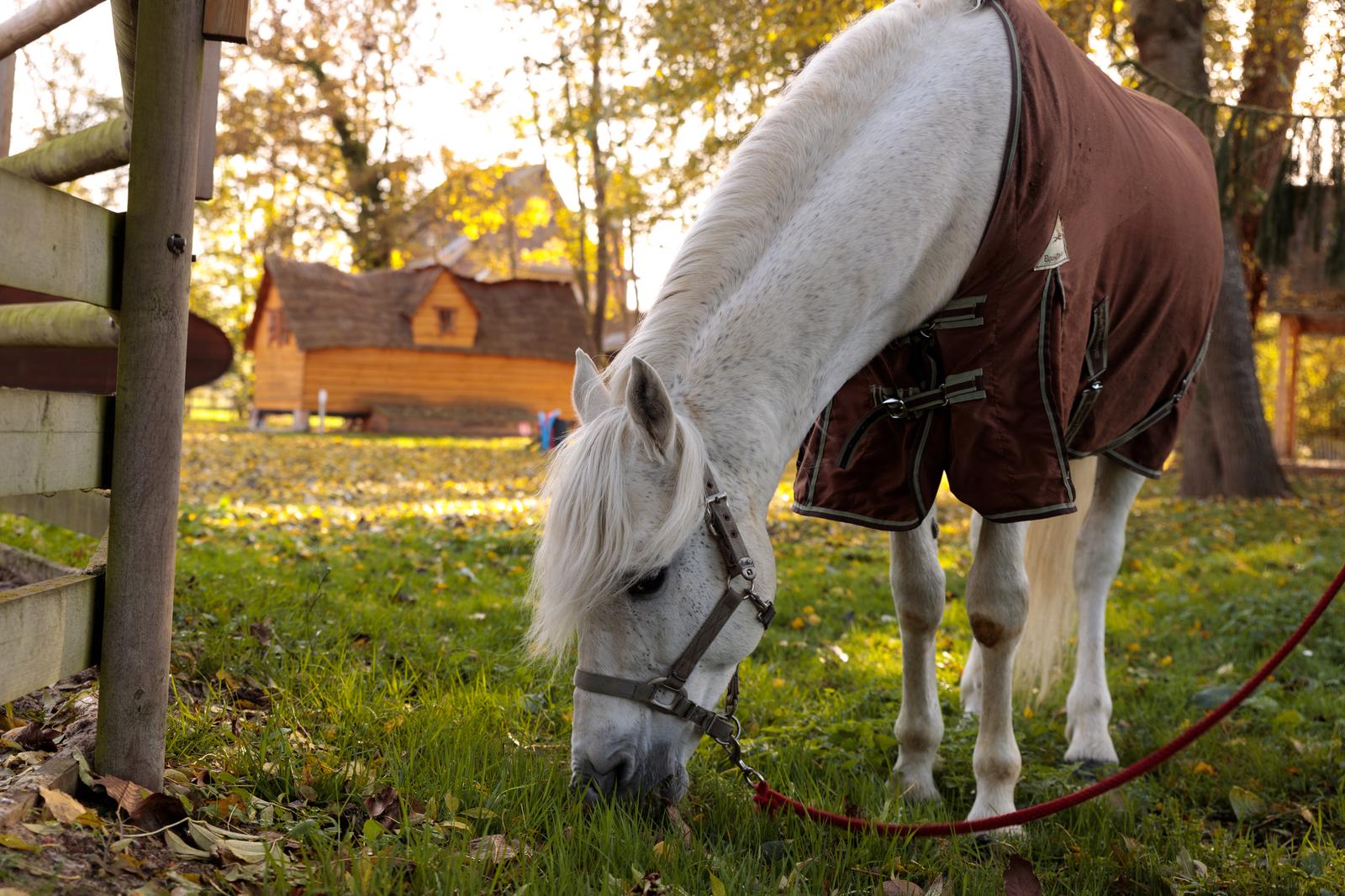 Conty - Gîte cabane magique - 15